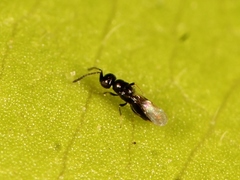 Aphanogmus