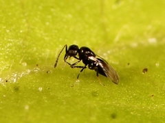 Aphanogmus