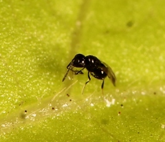 Aphanogmus
