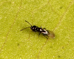 Aphanogmus