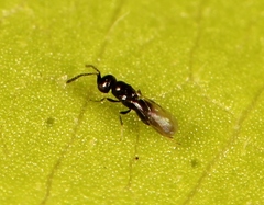 Aphanogmus
