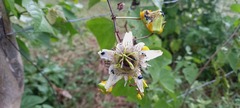 Passiflora bicornis