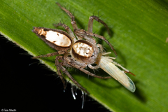 Oxyopes niveosigillatus