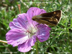 Geranium incanum multifidum