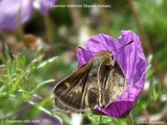 Geranium incanum multifidum