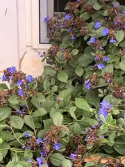 Ceratostigma