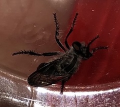 Heteropogon macerinus