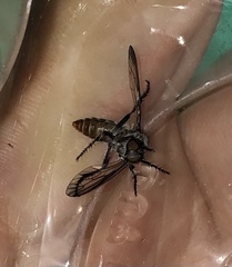 Heteropogon macerinus