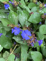Ceratostigma