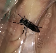 Heteropogon macerinus