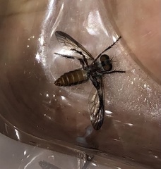 Heteropogon macerinus