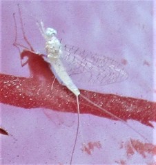 Maccaffertium terminatum