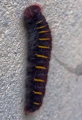 Pyrrhopyge
