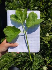 Peucedanum ostruthium