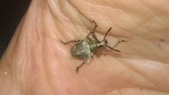 Cydianerus argenteus