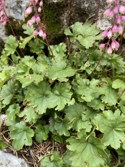 Rhodoheuchera