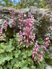 Rhodoheuchera