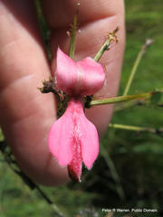 Indigofera dregeana