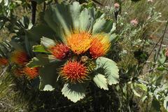 Leucospermum mundii