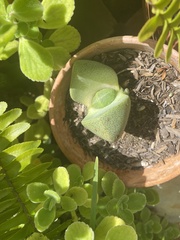 Pleiospilos