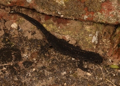 Ichthyosaura alpestris alpestris