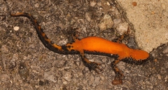 Ichthyosaura alpestris alpestris