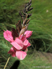 Indigofera dregeana