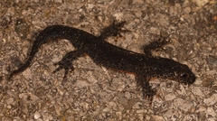 Ichthyosaura alpestris alpestris