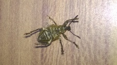 Cydianerus argenteus