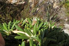 Oldenburgia paradoxa