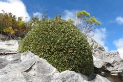 Oldenburgia paradoxa