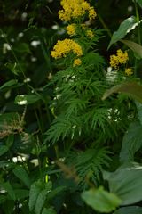 Descurainia tanacetifolia