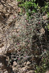 Indigofera obcordata