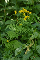 Descurainia tanacetifolia