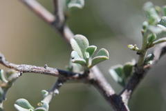 Indigofera obcordata
