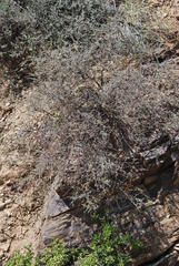 Indigofera obcordata