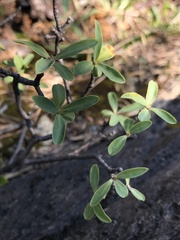 Daphne alpina
