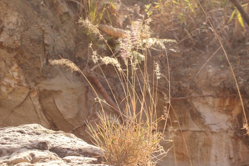 Image of Muhlenbergia cenchroides by (c) Viacheslav Shalisko, some rights reserved (CC BY)