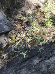 Daphne alpina