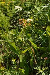 Bupleurum longifolium