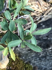 Daphne alpina