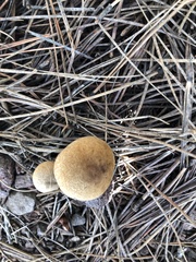 Inocybe subtomentosa