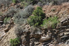 Indigofera obcordata