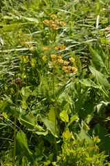 Bupleurum longifolium