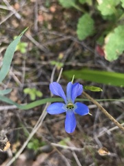 Tecophilaea violiflora