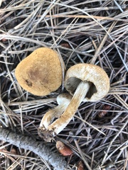 Inocybe subtomentosa