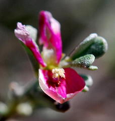 Indigofera obcordata