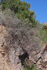 Indigofera obcordata