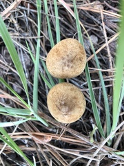 Inocybe subtomentosa