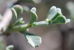 Indigofera obcordata